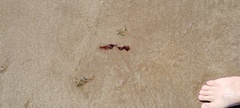 Rhodophyta