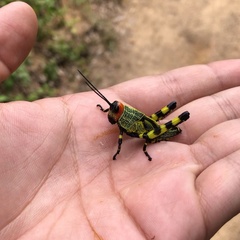 Zoniopoda tarsata