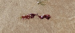 Rhodophyta