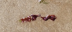 Rhodophyta