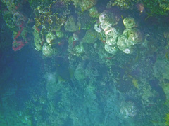 Cantherhines macrocerus