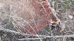 Eriogonum