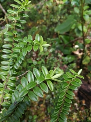Veronica vernicosa