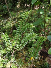 Veronica vernicosa