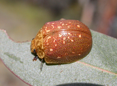 Paropsis intermedia