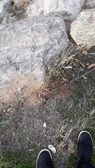 Eriogonum