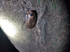 Archimandrita tessellata