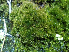 Racopilum cuspidigerum