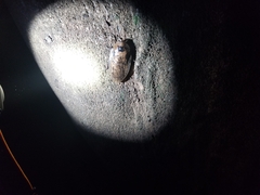 Archimandrita tessellata