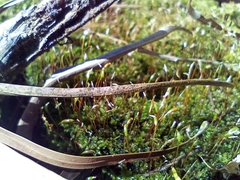 Racopilum cuspidigerum