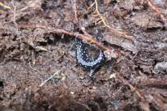 Plethodon mississippi