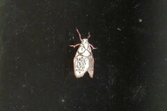 Miltochrista irregularis