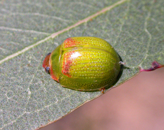 Paropsisterna simsoni