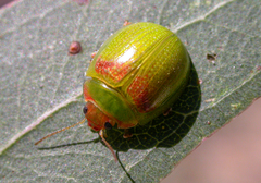 Paropsisterna simsoni