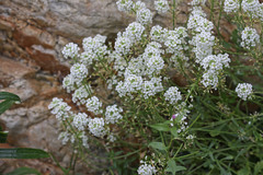 Lepidium montanum