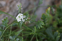 Lepidium montanum