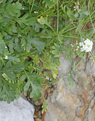 Lepidium montanum