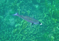 Bodianus parrae