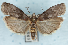 Sciota subcaesiella