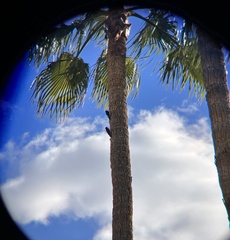 Melanerpes formicivorus