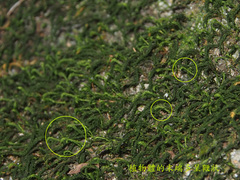 Herpetineuron toccoae