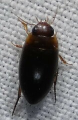 Copelatus chevrolati