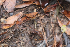 Eurycea guttolineata