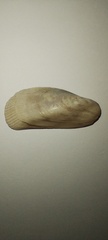 Brachidontes rodriguezii
