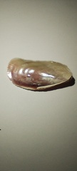 Brachidontes rodriguezii
