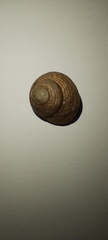 Tegula patagonica