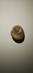Tegula patagonica