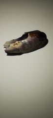 Brachidontes rodriguezii