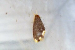 Orvasca subnotata