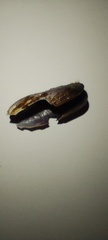 Brachidontes rodriguezii