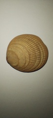 Glycymeris longior