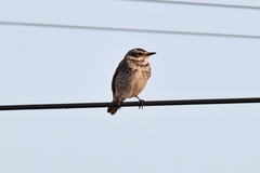Turdus eunomus