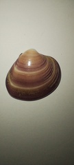 Eucallista purpurata