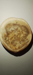 Glycymeris longior