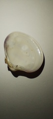 Eucallista purpurata