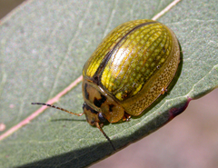 Paropsisterna agricola