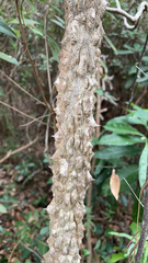 Tetracera