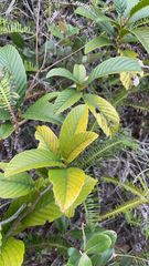 Tetracera