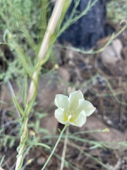 Calystegia longipes