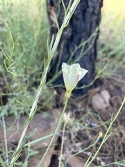 Calystegia longipes