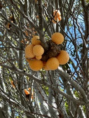 Cyttaria hariotii