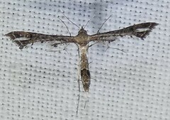 Lantanophaga pusillidactylus