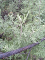 Artemisia afra