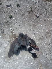 Geranospiza caerulescens