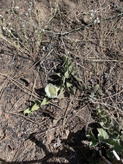 Calystegia malacophylla