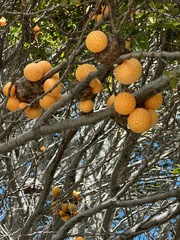Cyttaria hariotii
